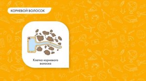 Биология 6 класс. Зоны корня и рост корня в длину