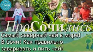 Чайные плантации Сочи ✔где самый северный чай ✔чайная церемония ✔чайный куст ✔Дагомыс ?Просочились