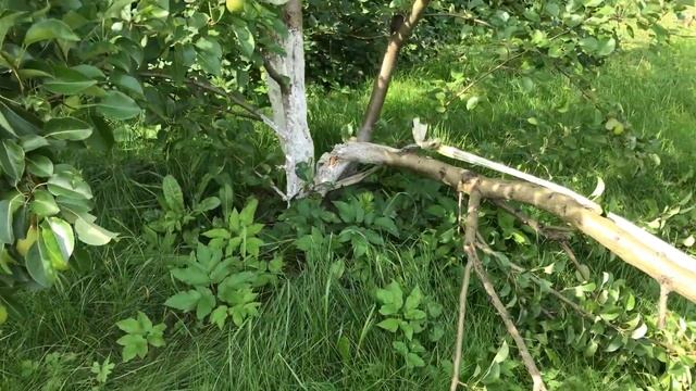 IMG 8737 Большущая ветка груши падает под тяжестью плодов. Сорт "Памяти Яковлева" очень урожайный. смотреть онлайн