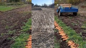 Отличный урожай моркови с  помощницей горчицей