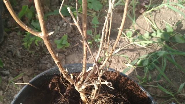 Моя новая покупка гортензии Пиксио, а также тепличная жизнь гортензий