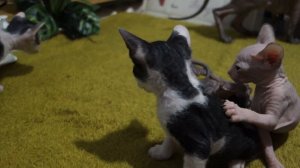 Котята донского сфинкса (пять недель)