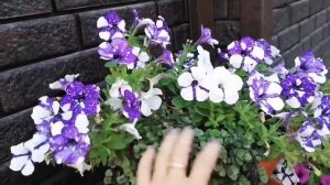 ?Самые красивые петунии в крапинку?