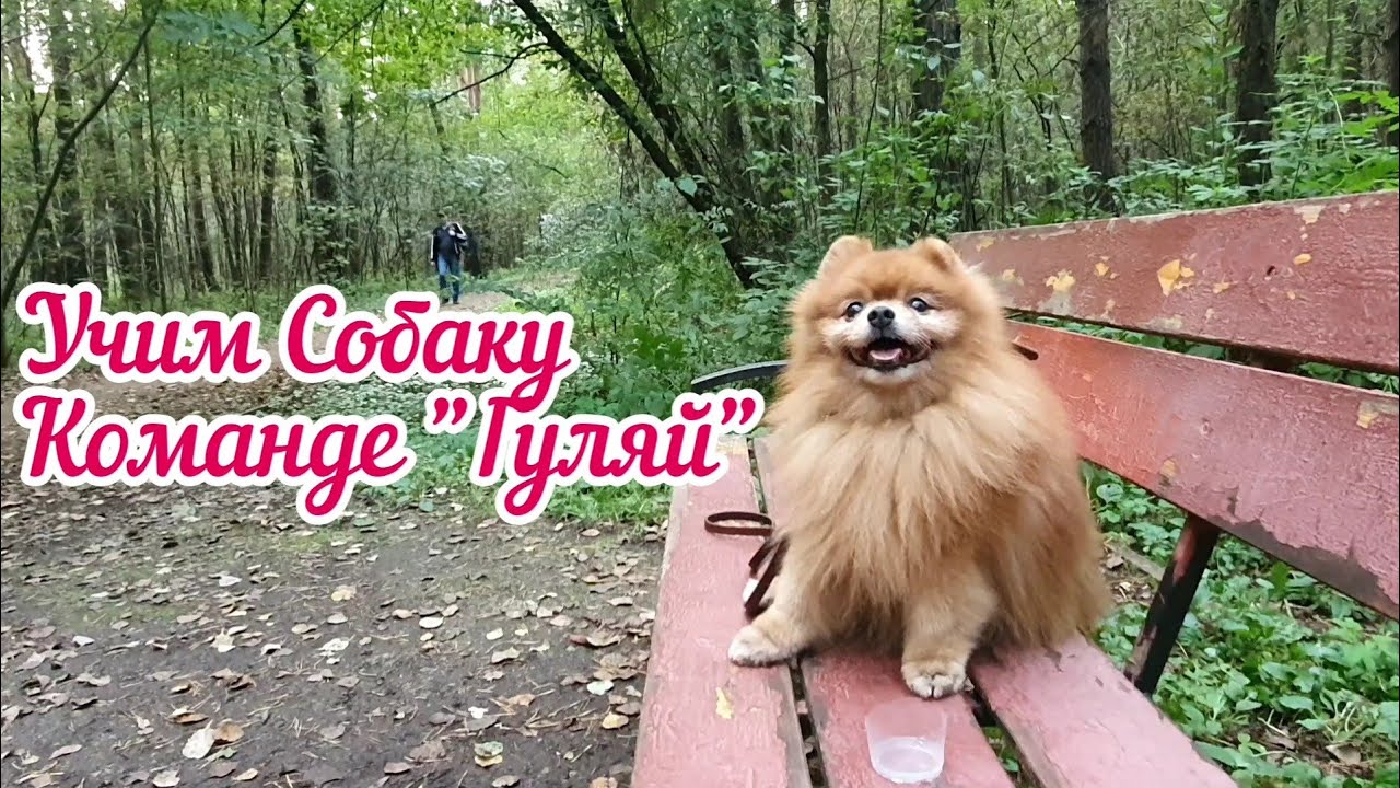 Как приучить собаку к команде «Гуляй» смотреть онлайн