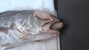 Как оживить рыбу