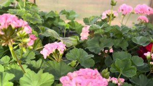 Обзор пеларгоний по сортам