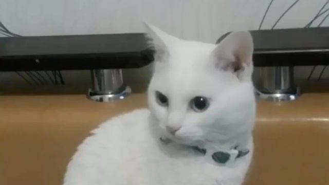 Поздравление от бывших подопечных, кто нашел дом. смотреть онлайн