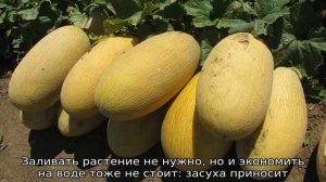 Как поливать дыни?