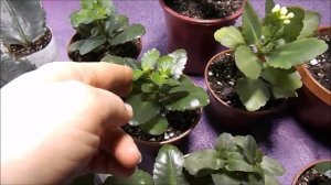 Размножение каланхоэ