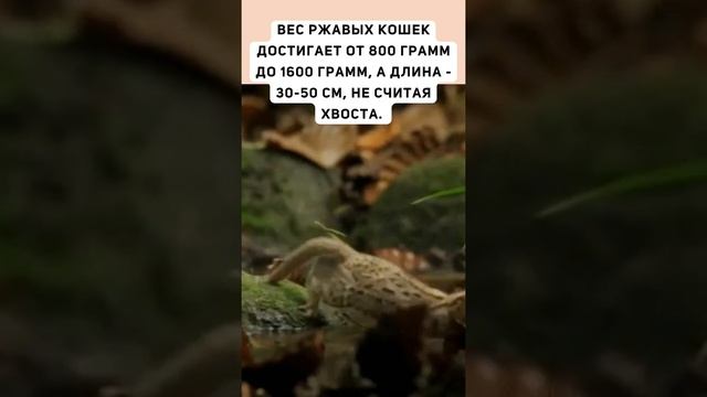 Cамая маленькая кошка в мире