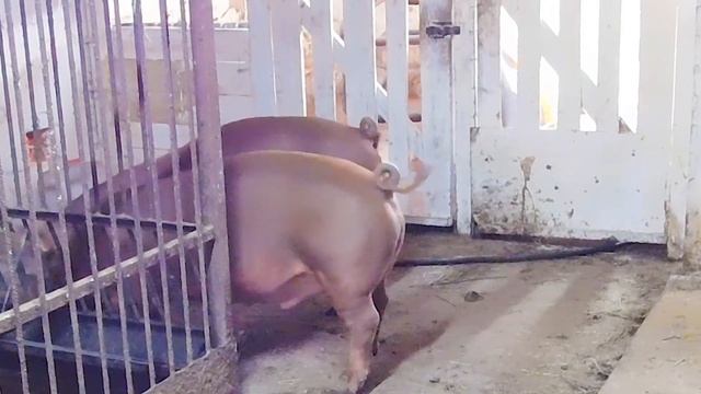 РАЦИОН КОРМЛЕНИЯ СВИНЕЙ//ОСОБЕННОСТИ ВЫРАЩИВАНИЯ ПОРОСЯТ //СВИНЬИ ВСЕЯДНЫЕ ЖИВОТНЫЕ!