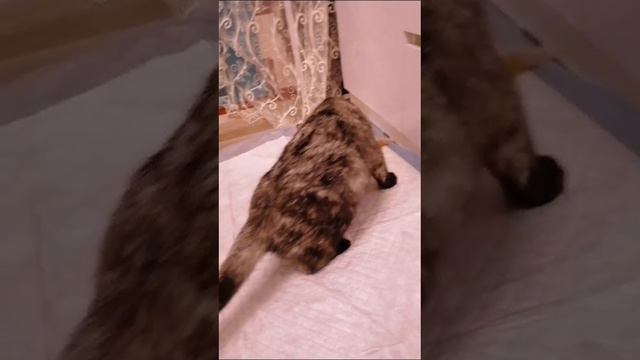 шотландские вислоухие котята