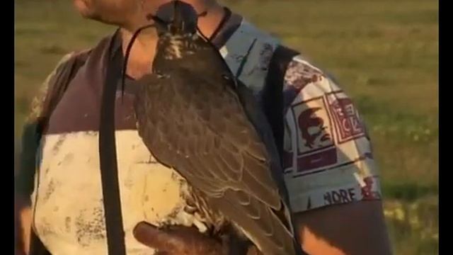 Охота с соколом смотреть онлайн