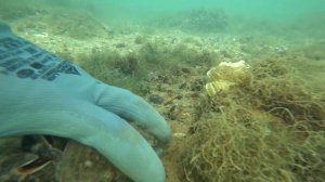 Море. Рапаны. Крабы и много мидий.