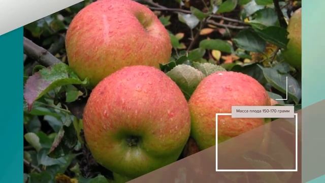 Яблоня Августа - описание сорта смотреть онлайн