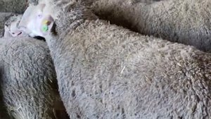 Элитные бараны Мериноланд! Отбор баранов Мериноландшаф в Тироле! Овцеводство!