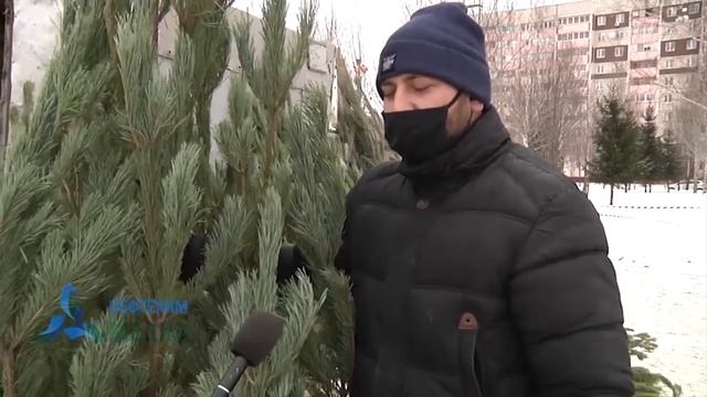 Где приобрести пушистую красавицу?