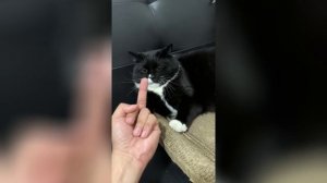 смешные случаи с животными 46