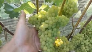 ??Кишмиш для севера / Кишмиш 342 плюсы и минусы