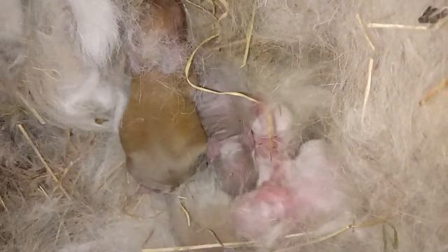 маленькие крольчата уже родились! смотреть онлайн