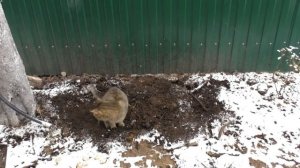 РОЗЫ ! Подготовка к зиме! Укрытие на зиму! Как сохранить розы зимой!