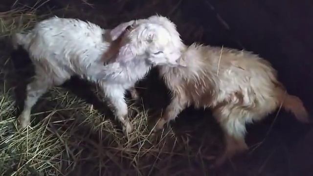 Коза родила.Такого ни когда не было.Что делать с козой после окота. смотреть онлайн