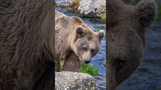 "Животные на экране: крутые обои для телефона"