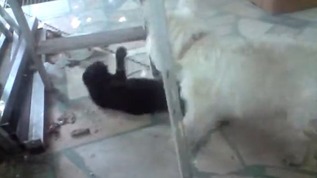 West Highland White Terrier vs. black cat смотреть онлайн