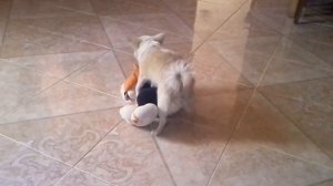 Девушка сабака трахает сабака малчика