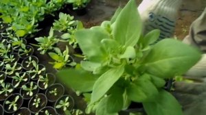 ПЕТУНИЯ КУСТОВАЯ. СЕКРЕТ КРАСИВОГО КУСТА.