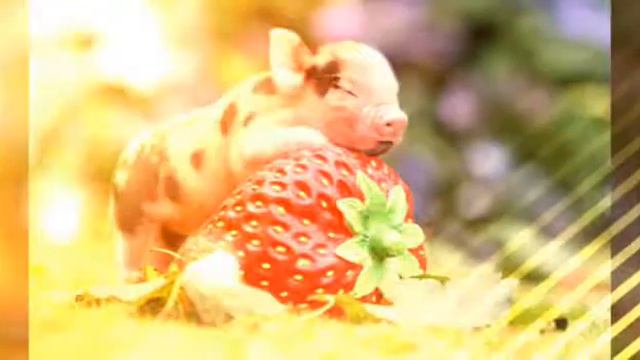 Самые милые животные смотреть онлайн