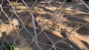 Бакинский зоопарк.Baki ZOOloji Parki.