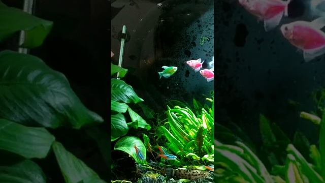 Тернеция GloFish  знакомиться с обитателями аквариума