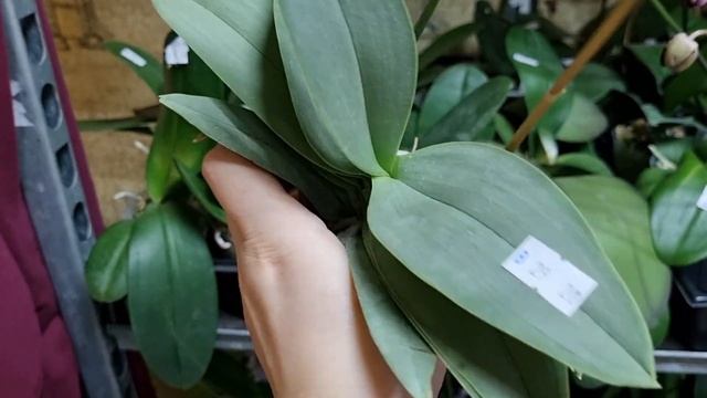 Ура Ура к нам приехали крутые сорта орхидей от Мики Орхид Тайвань. Сайт flowers-yuga.ru
