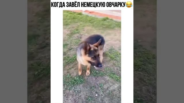 Когда завёл немецкую овчарку)