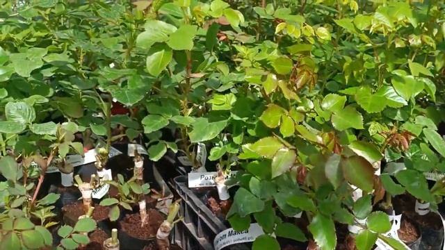 Обзор роз 20. 04. 2023 смотреть онлайн