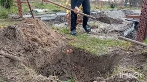 Посадка саженца винограда осенью . Как сажаю я у себя на участке . 100 процентная приживаемость ??