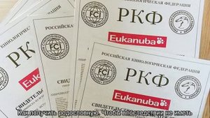 Документы РКФ на собаку: что это и как сделать