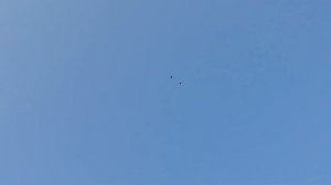 Николаевские голуби (Николаевская обл) В полёте