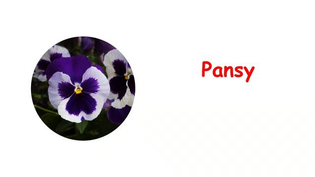 Flowers Name in English & Hindi | flowers name hindi mein | flowers name for kids | #flowers #aloki