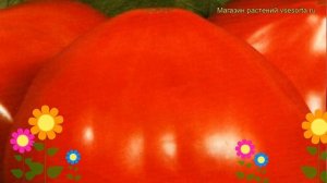 Томат обыкновенный Будёновка. Краткий обзор, описание характеристик Budyonovka