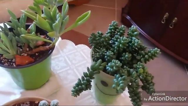 10 Кактусов-Сукулентов?из моей Коллекции! смотреть онлайн