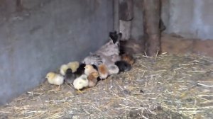 Наседка с цыплятами первый день вышла с гнезда.Hen with chicks first day fell from the nest.