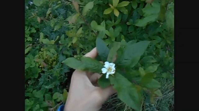 зацвела мушмула германская смотреть онлайн