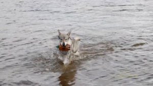 Отдых в Поваренках. Пляжи на Каме.