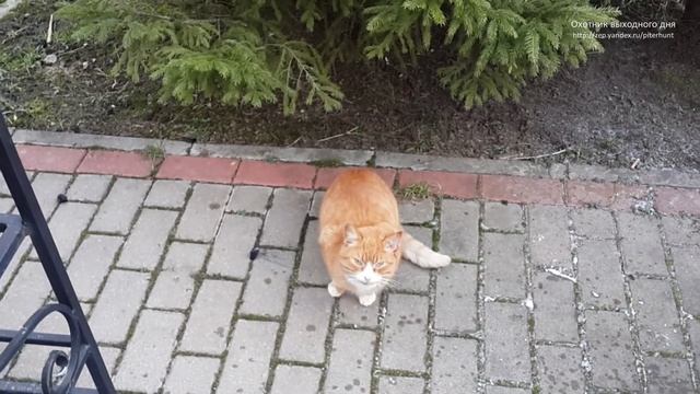 Как я готовлю шашлык из лосятины на базе отдыха «Глухарь клуб» смотреть онлайн