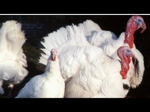 Как повысить иммунитет курам //Что давать птице для профилактики простудных и вирусных заболеваний.