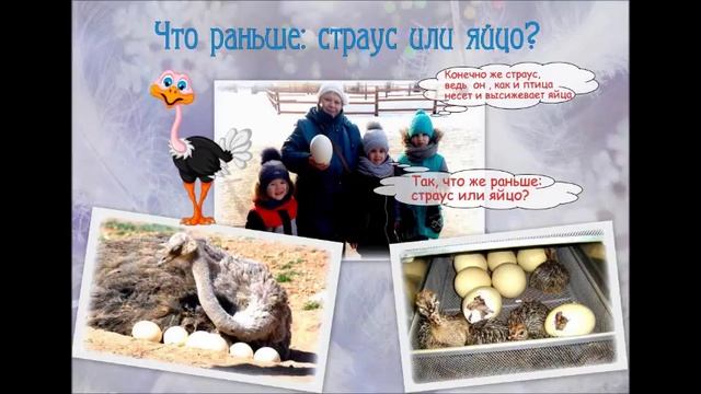 Страус, животное или все-таки птица? смотреть онлайн