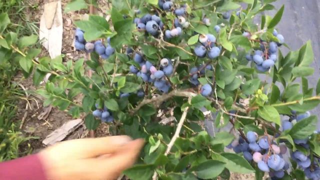 ЖИЗНЬ в ГЛУХОЙ ДЕРЕВНЕ.БЕЛАРУСЬ. Голубика Дарроу посадка без торфа смотреть онлайн