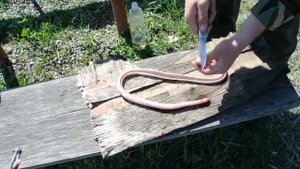 шашлык из змеи